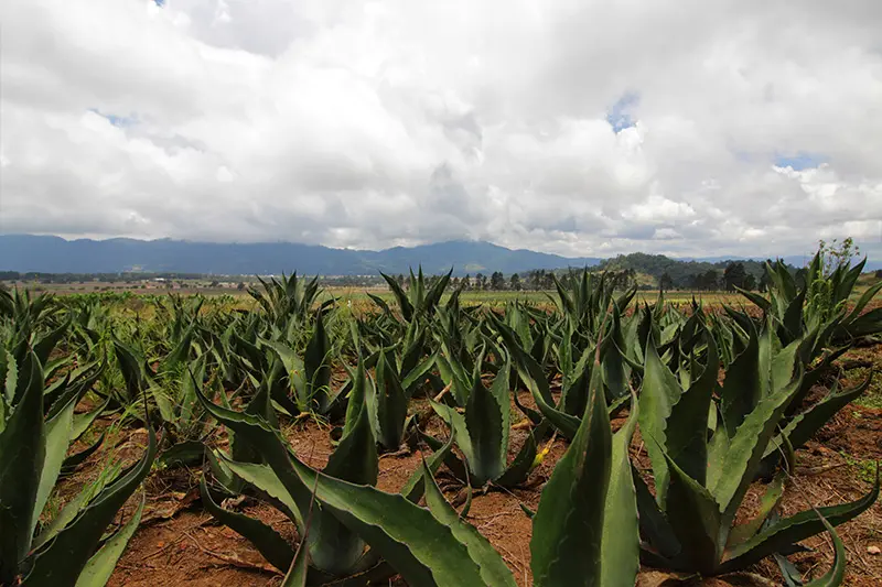 Tour del Pulque en Hacienda Amoltepec